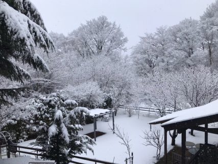 久しぶりの雪