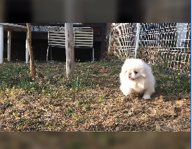 コテージ、本日のお客様