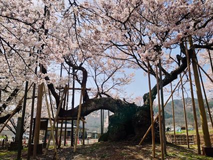 北杜市のホットな桜情報