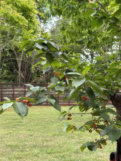 さくらんぼ🍒