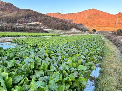 野沢菜収穫までもう少し。。。