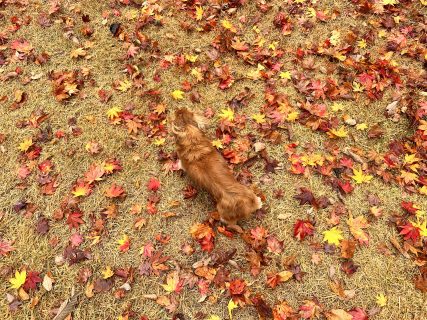 今年も紅葉🍁を堪能しました🙂